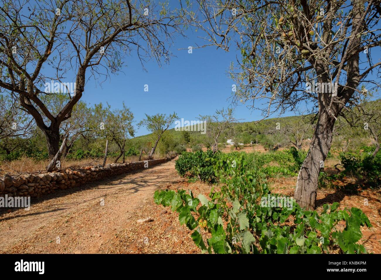 Viña de cepa baja (corpo bassa vigneti), Ets Amunts, Ibiza, Isole Baleari, Spagna. Foto Stock