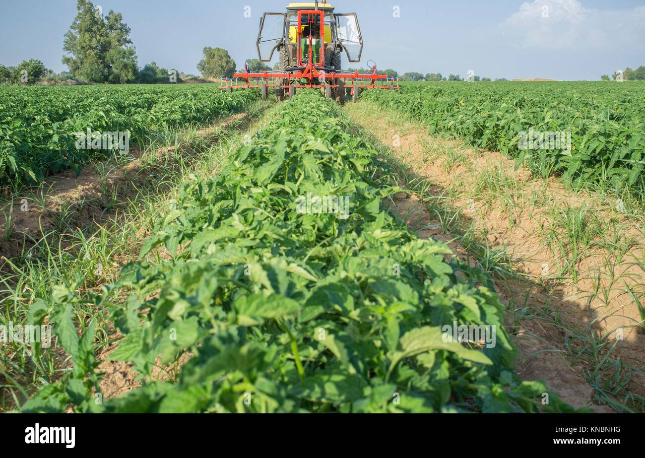 Il trattore la spruzzatura di pesticidi su giovani piante di pomodoro. Estremadura, Spagna. Foto Stock