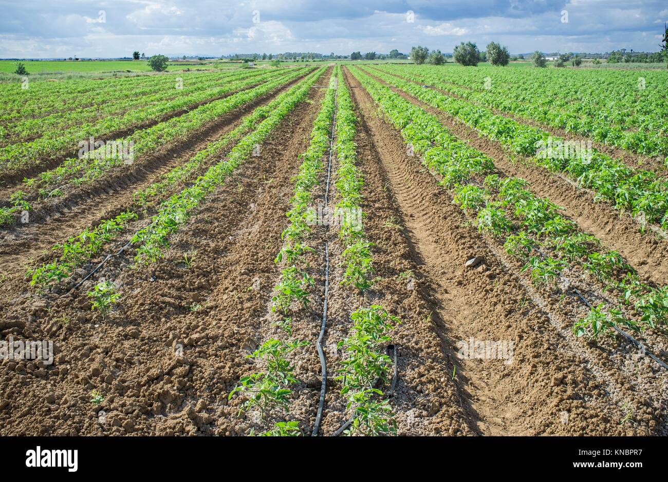 Giovani piante di pomodoro coltivate in due linee di ciascun solco. Irrigazione di gocciolamento sistema per risparmiare acqua. Foto Stock