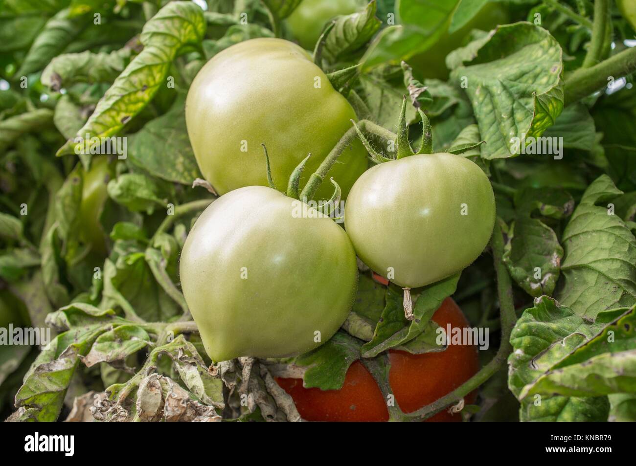 Pomodori verdi sulla pianta a farm locale. Agricoltura sostenibile della produzione. Foto Stock