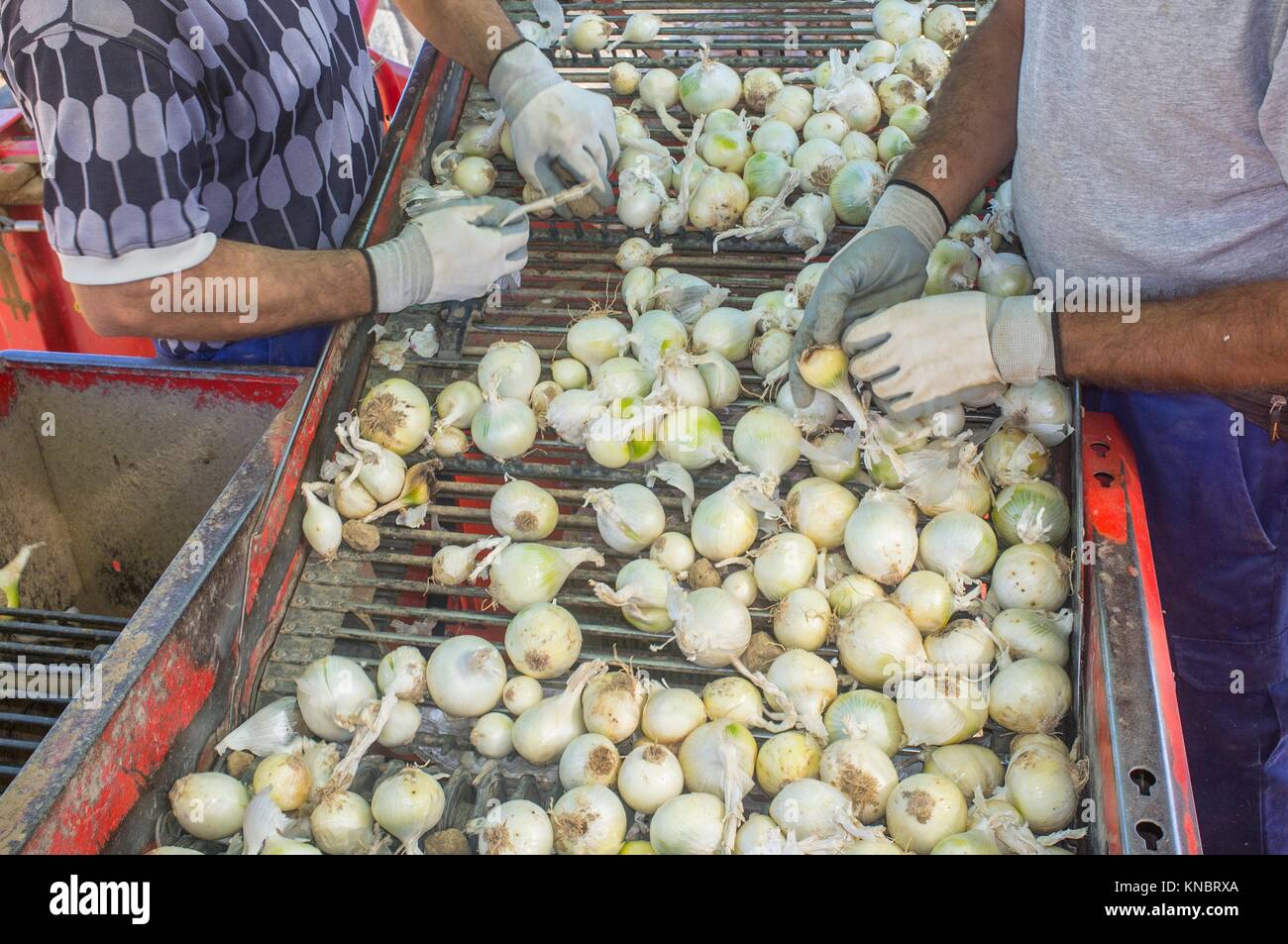 Onion harvester a lavoro. Rimozione dei lavoratori di marcio cipolle e le zolle da nastro trasportatore piattaforma. Badajoz, Spagna. Foto Stock