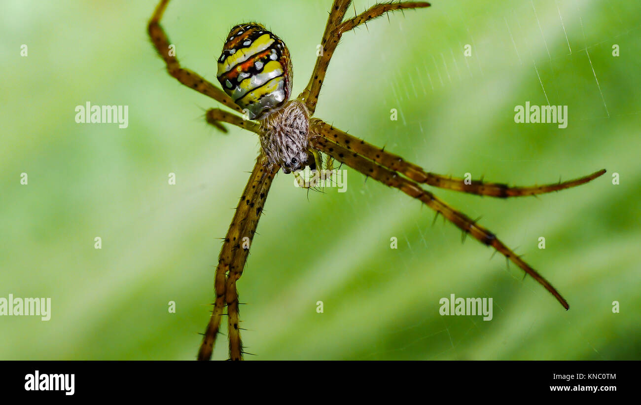 Brown spider quale fondo è giallo, arancione, bianco e nero su tela di ragno. Foto Stock