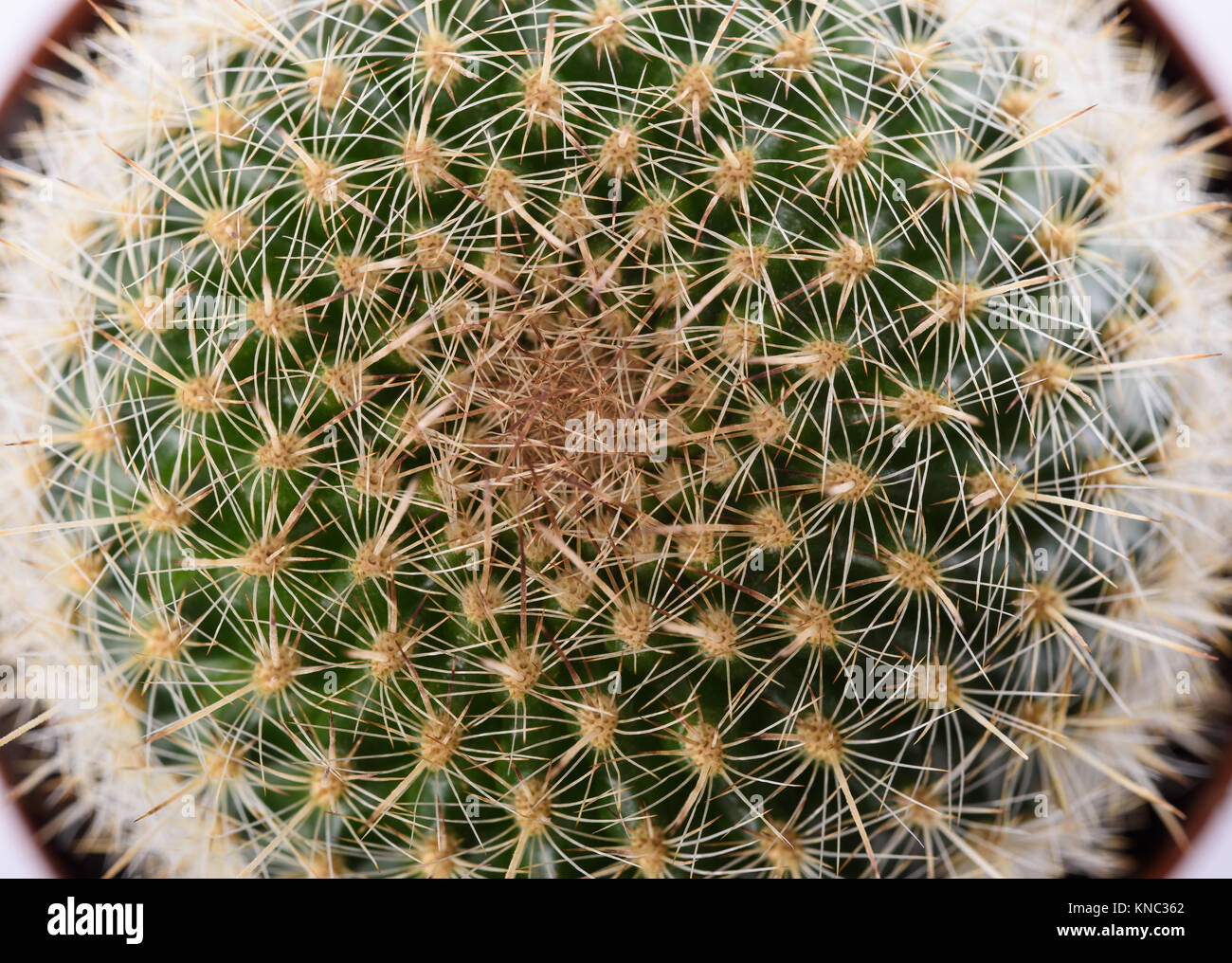 Cactus impianto visto dal di sopra Foto Stock