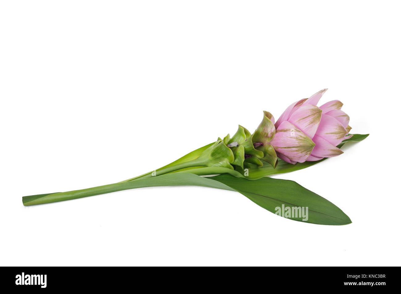 Curcuma fiore isolato su sfondo bianco Foto Stock