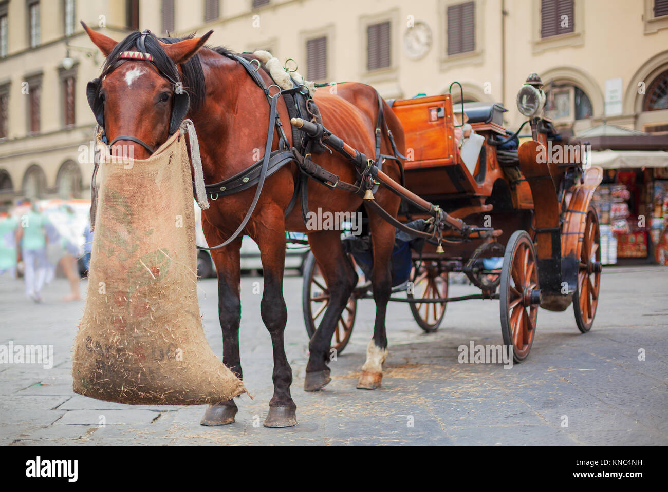Cavallo di mangiare avena dal sacco di iuta Foto stock - Alamy
