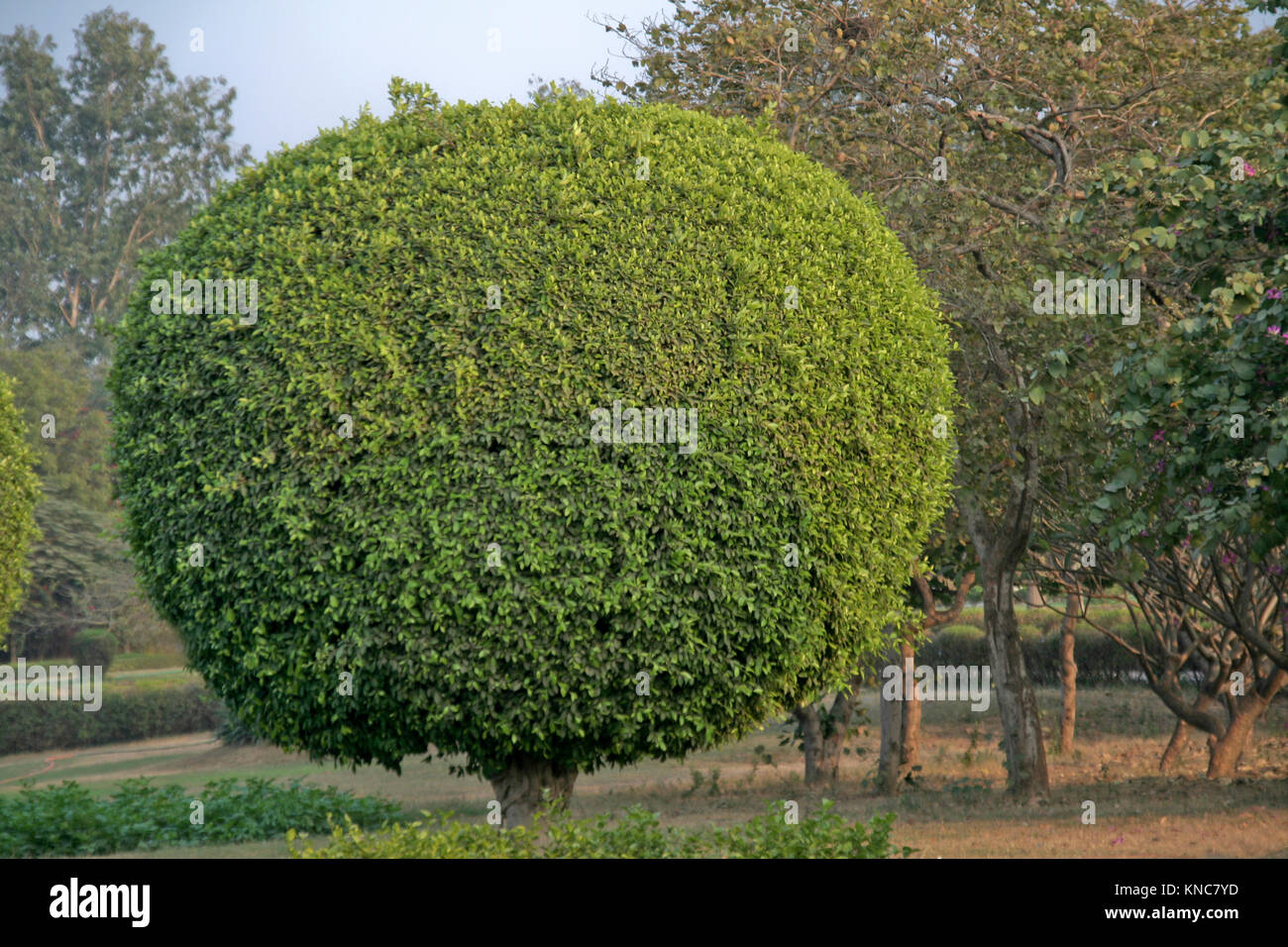 Ansa albero verde tagliati a forma di sfera ellittica Foto Stock