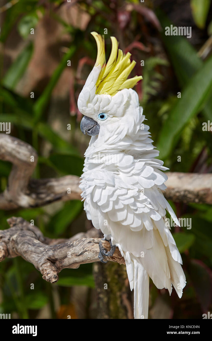 Il Sulfur-Crested Cacatua (Cacatua galerita). Bali Bird Park, Batubulan, Gianyar regency, Bali, Indonesia. Foto Stock