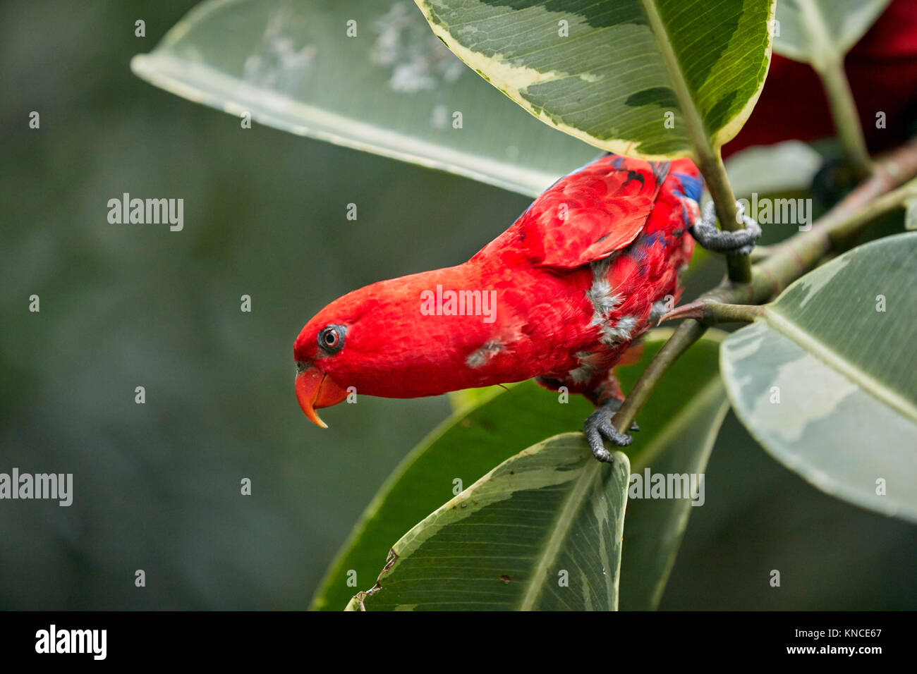Red Lory (Eos bornea). Bali Bird Park, Batubulan, Gianyar regency, Bali, Indonesia. Foto Stock