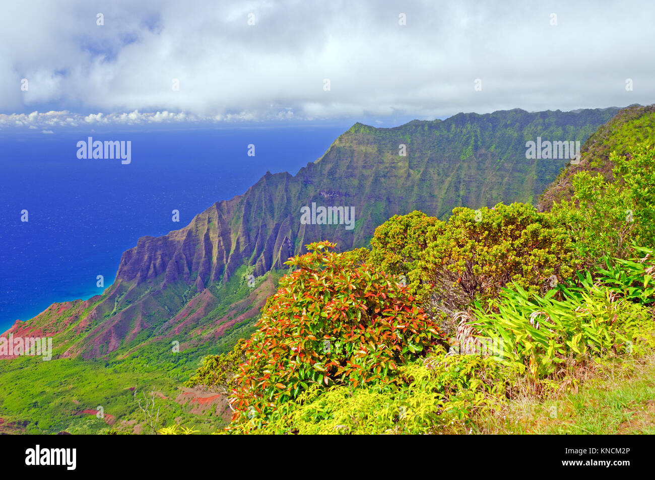 Vegetazione tropicale lungo la costa di Na Pali a Kauai Foto Stock