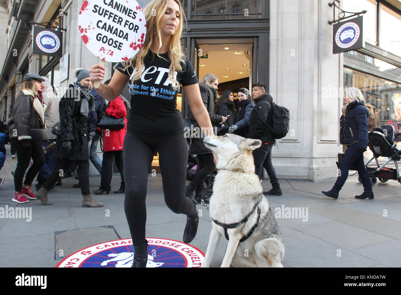 Londra, Regno Unito. 8 dicembre, 2017. Anneka Svenska e il suo compagno canino protesta al di fuori del Canada Goose flagship store in Regent Street per la PETA ha Campagna per porre fine alla cattura e uccisione di Coyote per Fur-Trimmed Cappotti Foto Stock
