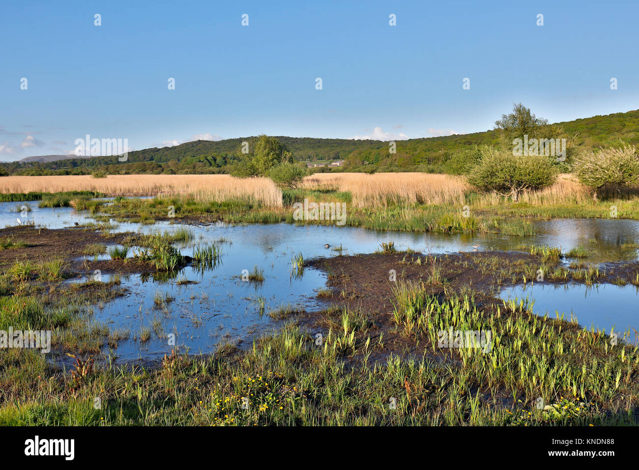 L⁬eighton Moss RSPB Riserva; vista da Grisedale Nascondi Lancashire Foto Stock