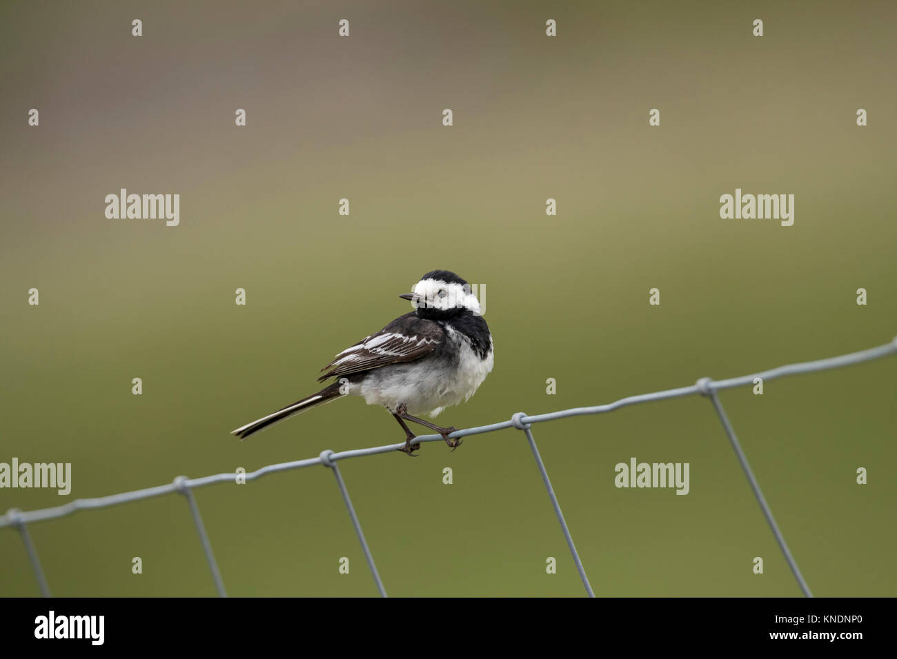 Pied Wagtail; Motacilla alba singolo il recinto di filo di Yorkshire; Regno Unito Foto Stock