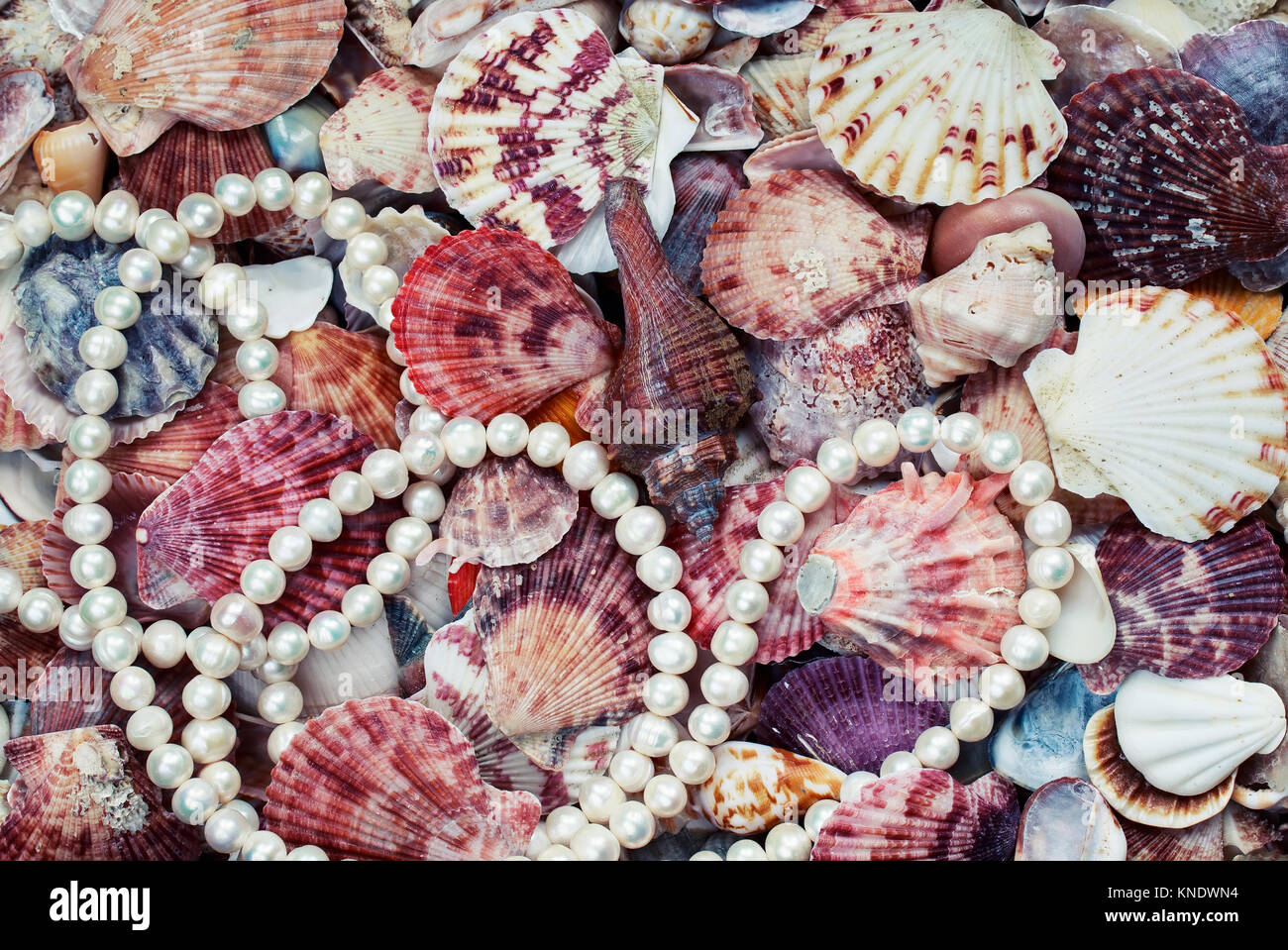 Bellissima ed elegante sfondo marino con colorate conchiglie di diverse forme e dimensioni ed elegante collana di perle Foto Stock