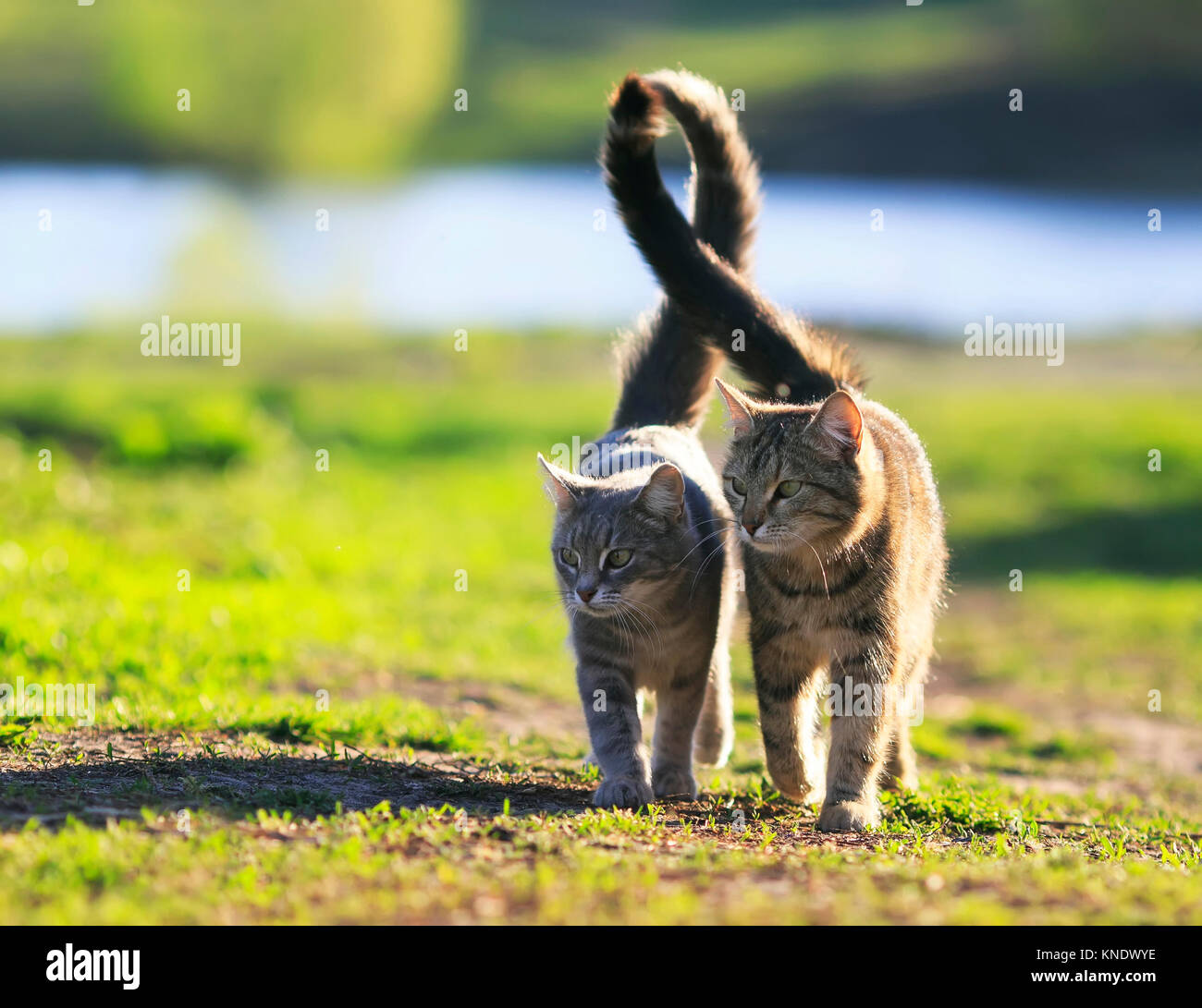 Gli amanti giovane striped gatti camminare insieme sul prato verde nella giornata di sole Foto Stock