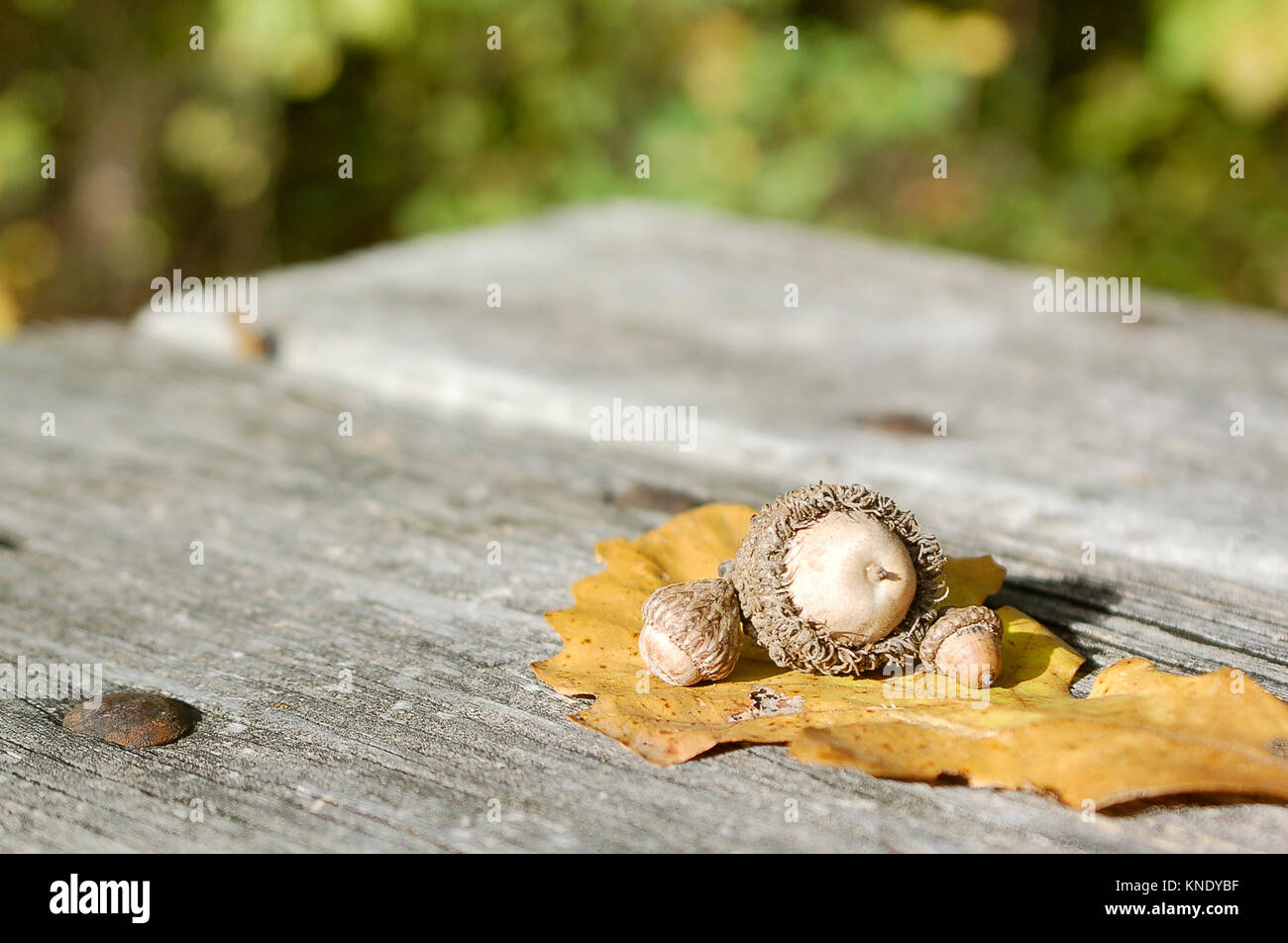 Bur Ghiande di quercia con foglia caduta su di una superficie di legno all'aperto Foto Stock