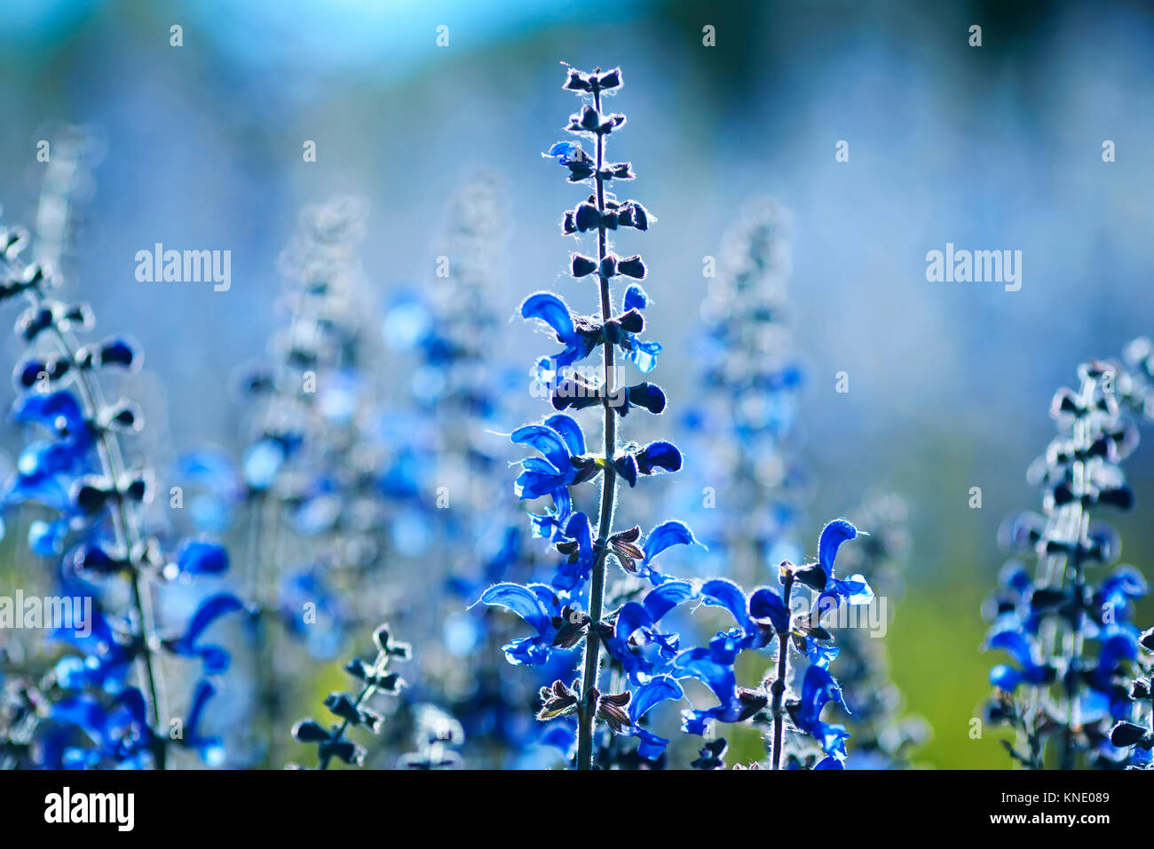 Paesaggio con delicato blu bellissimi fiori selvaggi sul prato estivo Foto Stock
