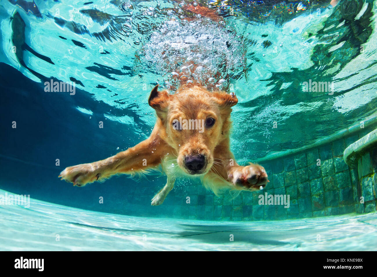 Underwater funny foto di golden labrador retriever puppy in piscina a giocare con divertimento - jumping, immersione profonda verso il basso. Giochi di allenamento con la famiglia animali domestici Foto Stock