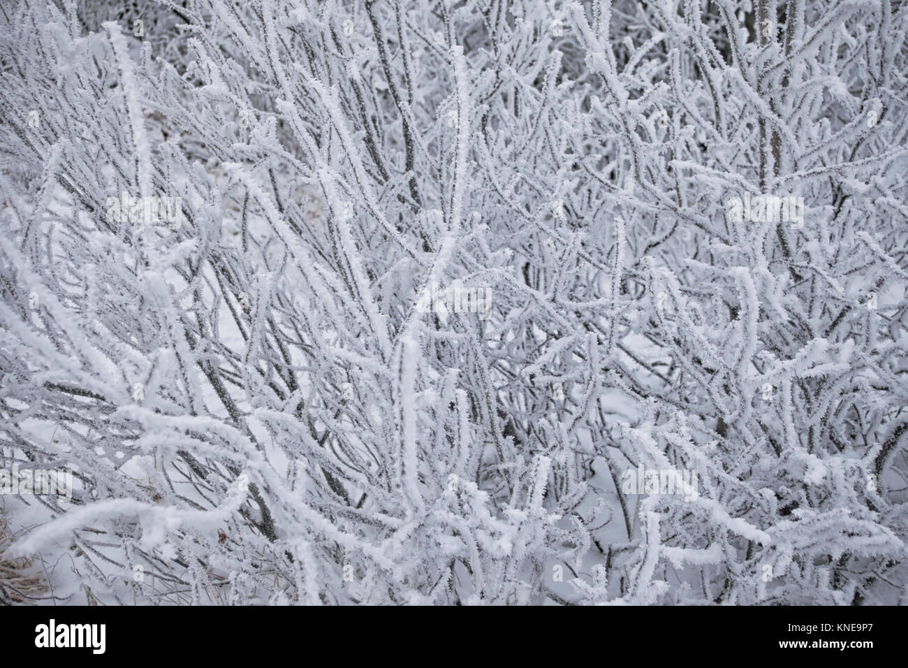 Close-up boccole invernale coperto con soffici cristalli di neve. Foto Stock