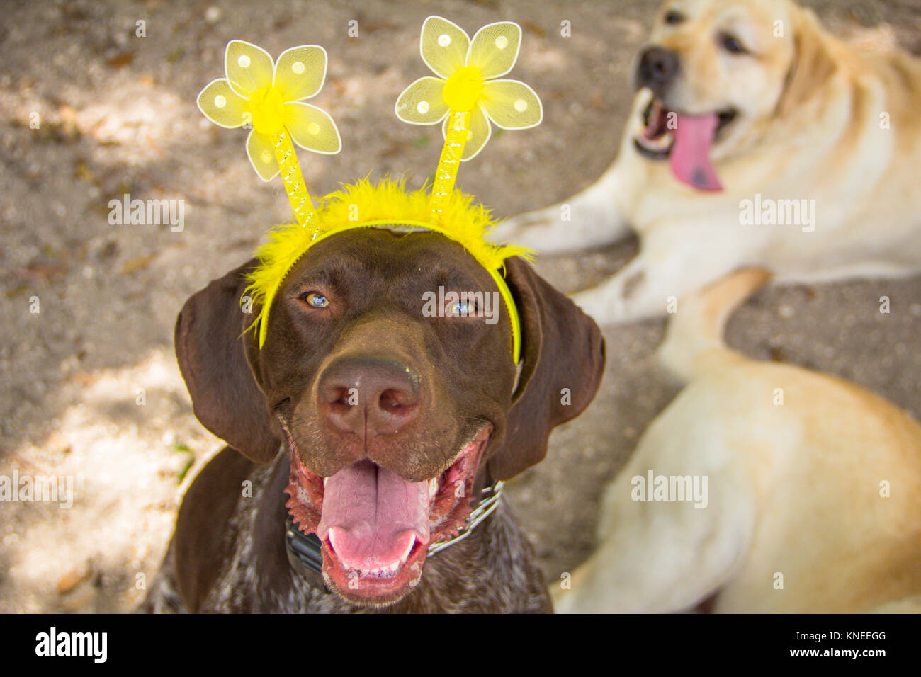 Il tedesco shorthaired puntatore cane indossando un archetto Foto Stock