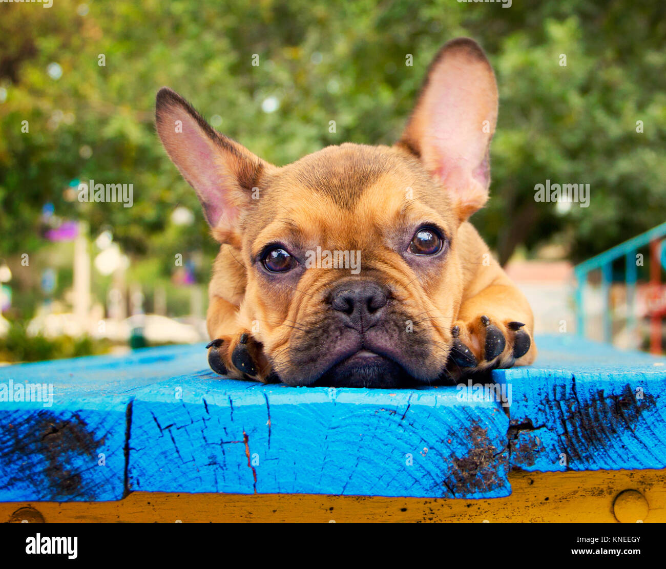 Bulldog francese giacente su un banco di lavoro Foto Stock