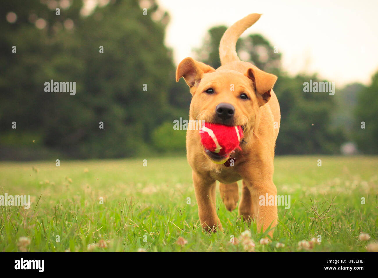 L'American Pit Bull Terrier in esecuzione nel parco con una palla nella sua bocca Foto Stock