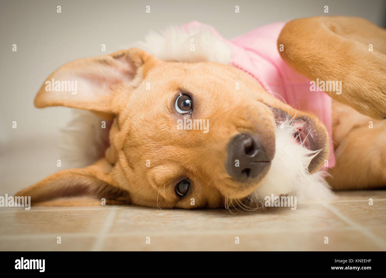 L'American Pit Bull Terrier cane sdraiato sul pavimento che indossa una giacca con una finta pelliccia cofano Foto Stock
