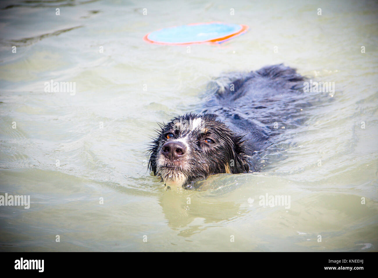 Border Collie cane nuotare nell'oceano Foto Stock