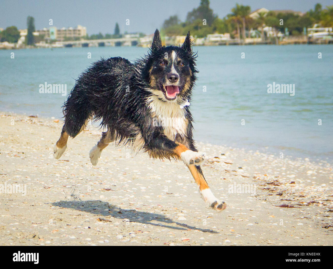 Border Collie cane che corre lungo la spiaggia Foto Stock