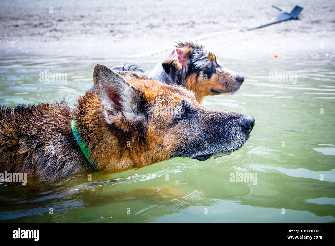 Pastore australiano e cane pastore tedesco cane nuotare nell'oceano Foto Stock