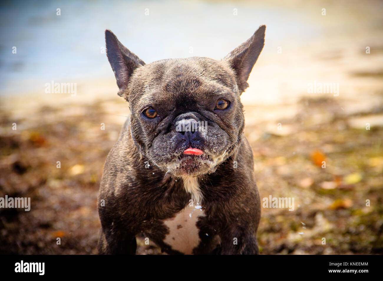 Bulldog francese permanente sulla spiaggia Foto Stock