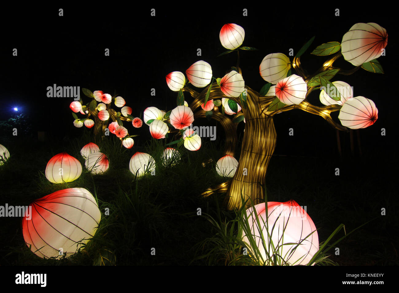 Basso angolo di vista illuminata lanterne cinesi appeso a un albero Foto Stock