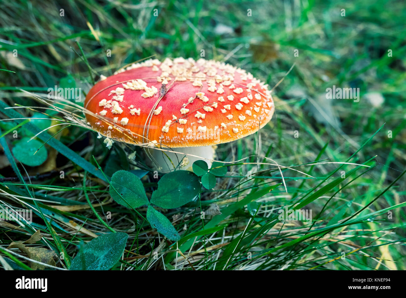 Fungo Amanita, Valsassina, Italia Foto Stock