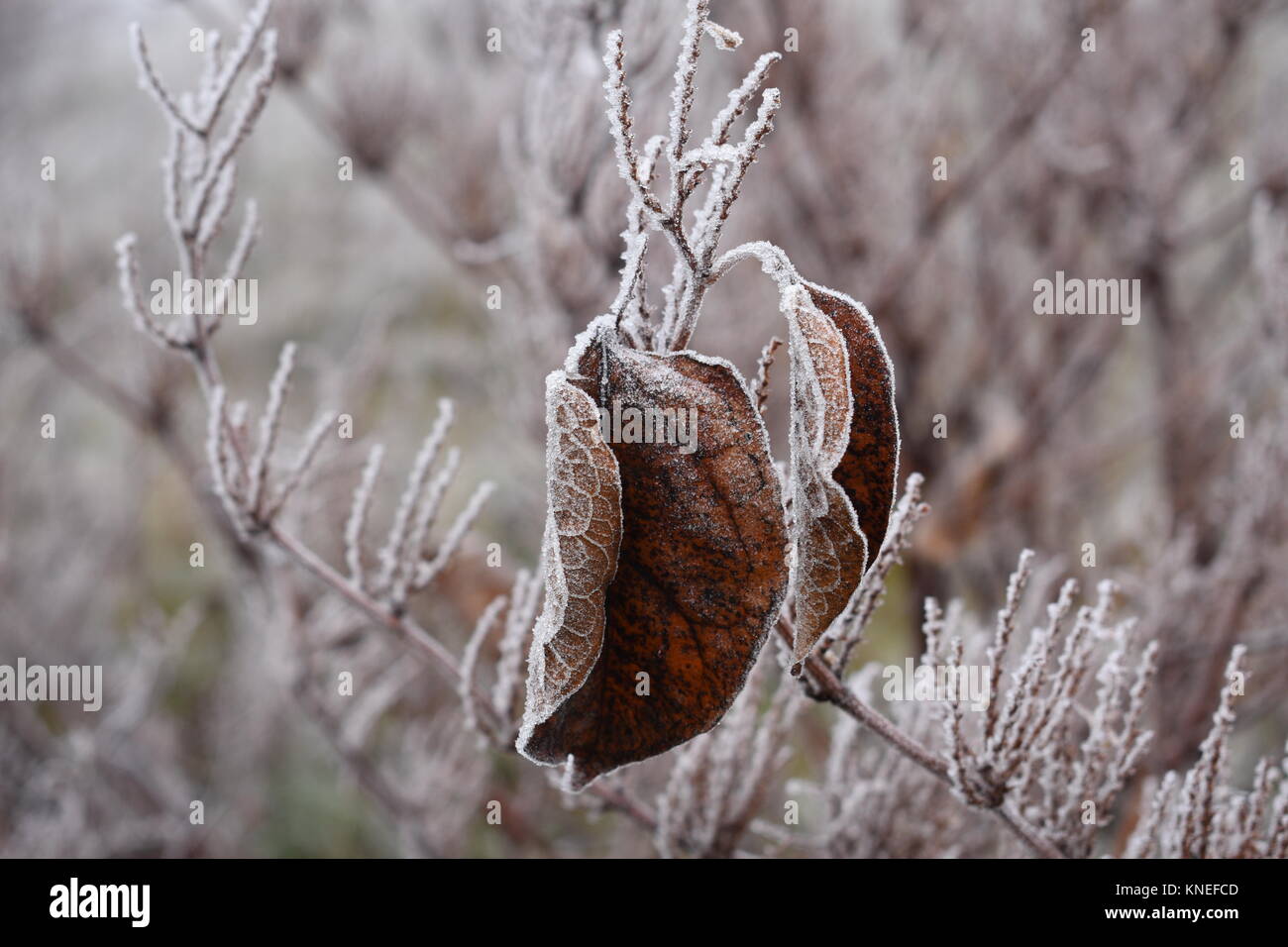 Le ultime due foglie di tenere su il Tree (Posizione: Paesi Bassi, Breda) Foto Stock