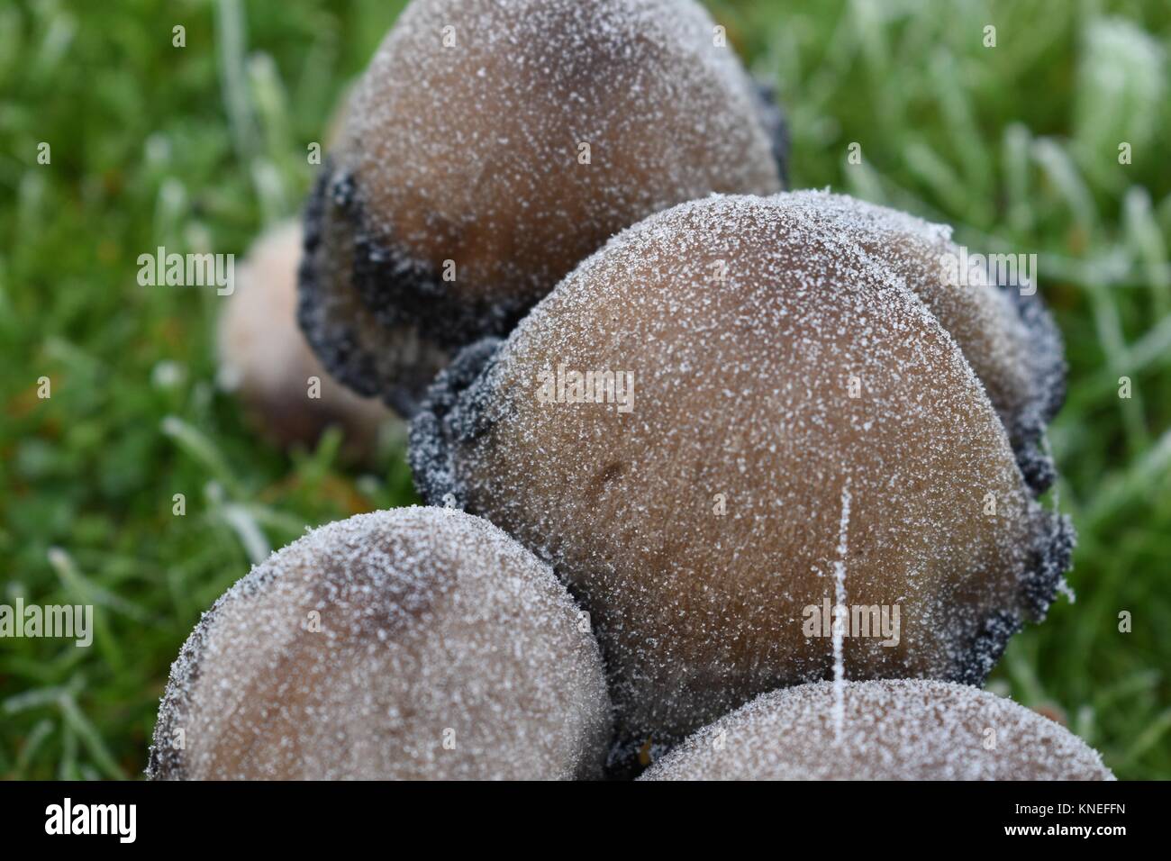 Funghi al freddo e al gelo meteo. Posizione: Brada, Paesi Bassi. Foto Stock