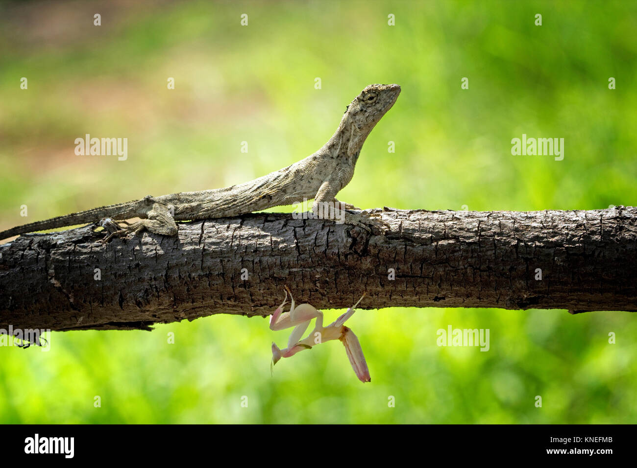 Lizard e orchid mantis su un ramo Foto Stock