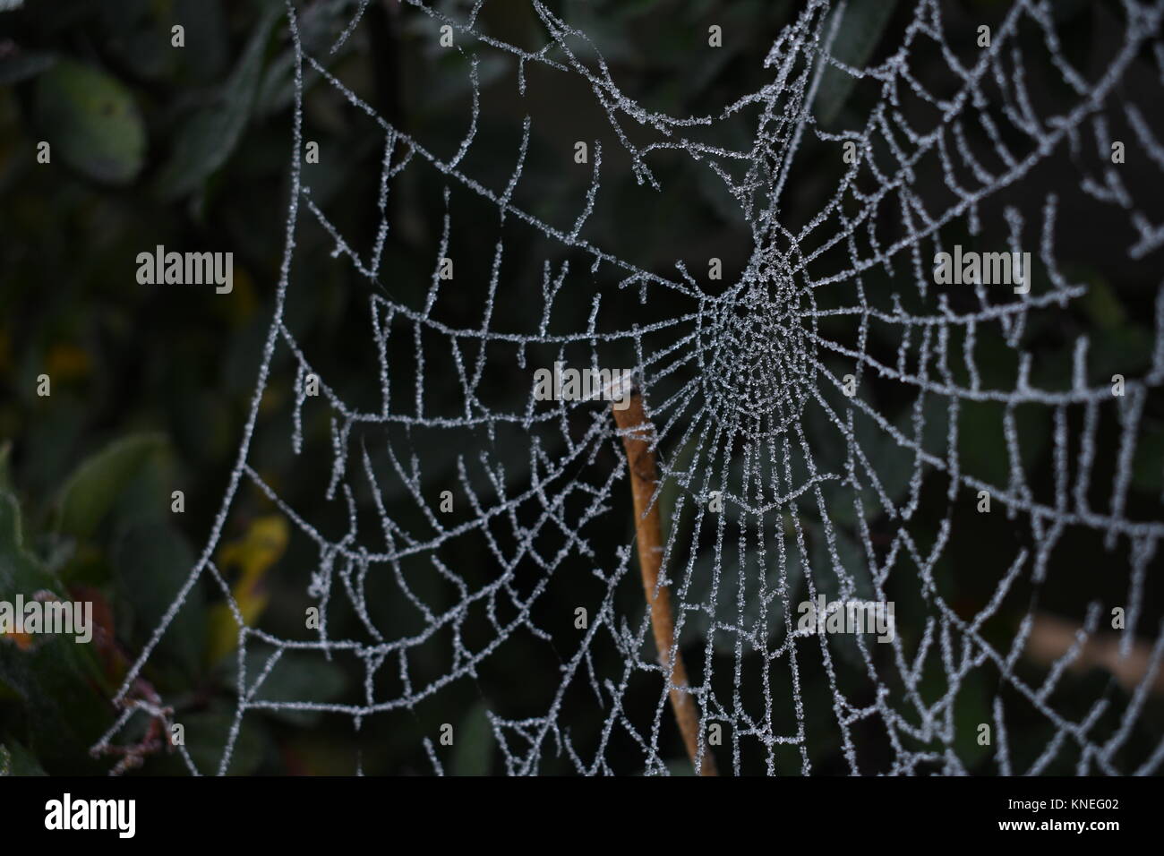 Il congelamento Spiderweb a Breda, Paesi Bassi Foto Stock