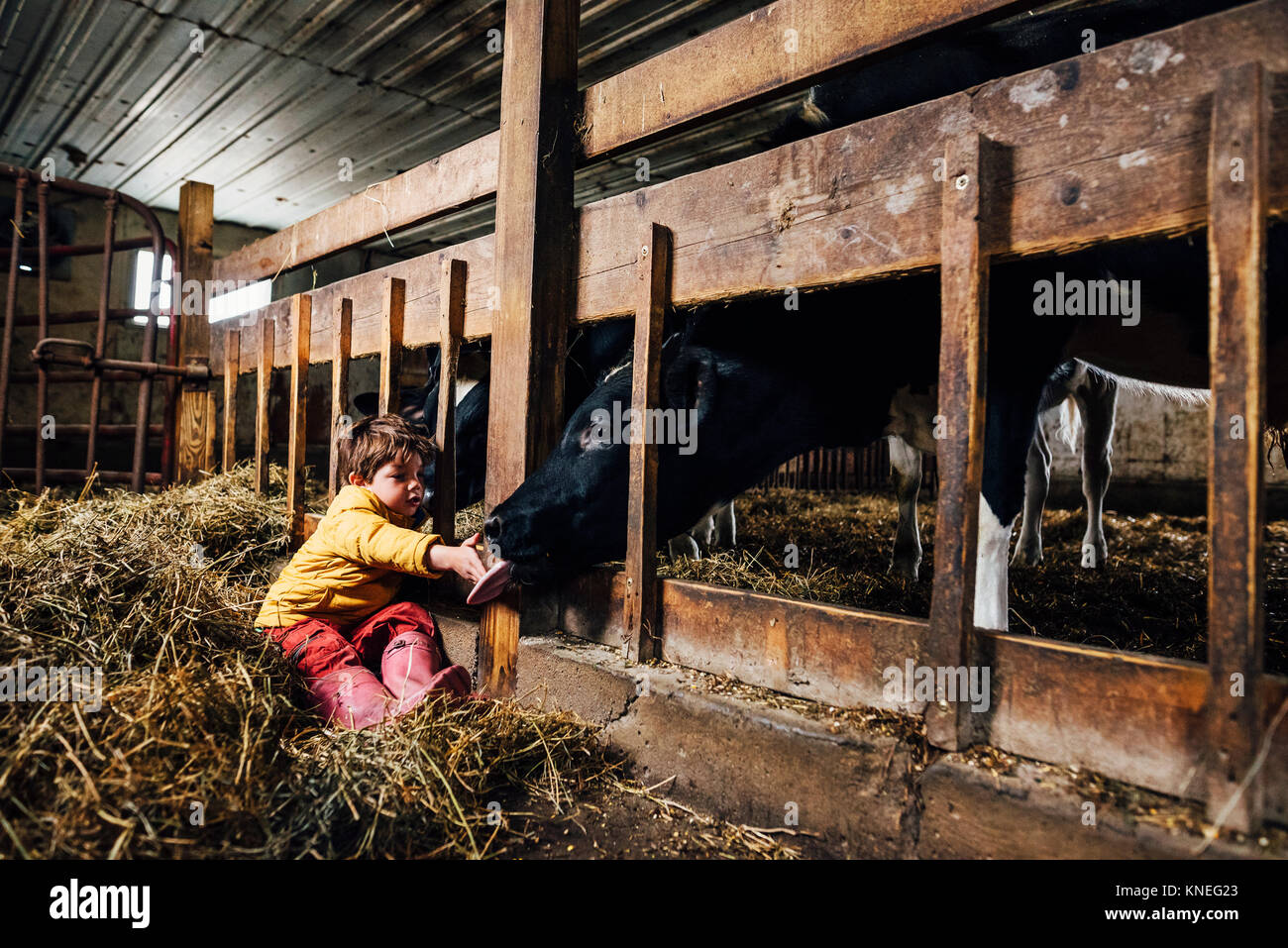Mucca in un granaio leccare un ragazzo in mano Foto Stock