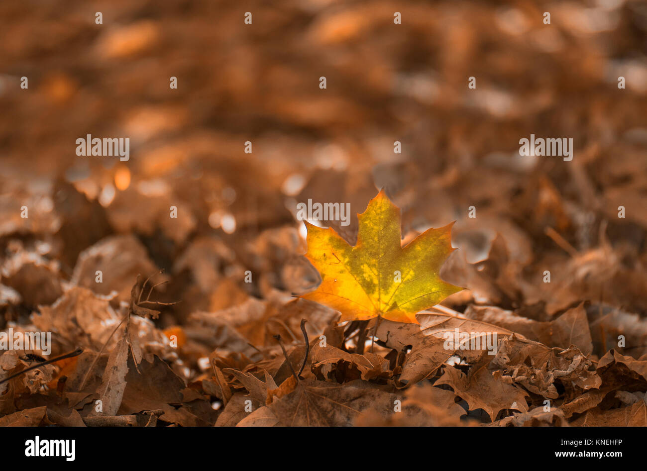 Foglie di autunno sul terreno Foto Stock