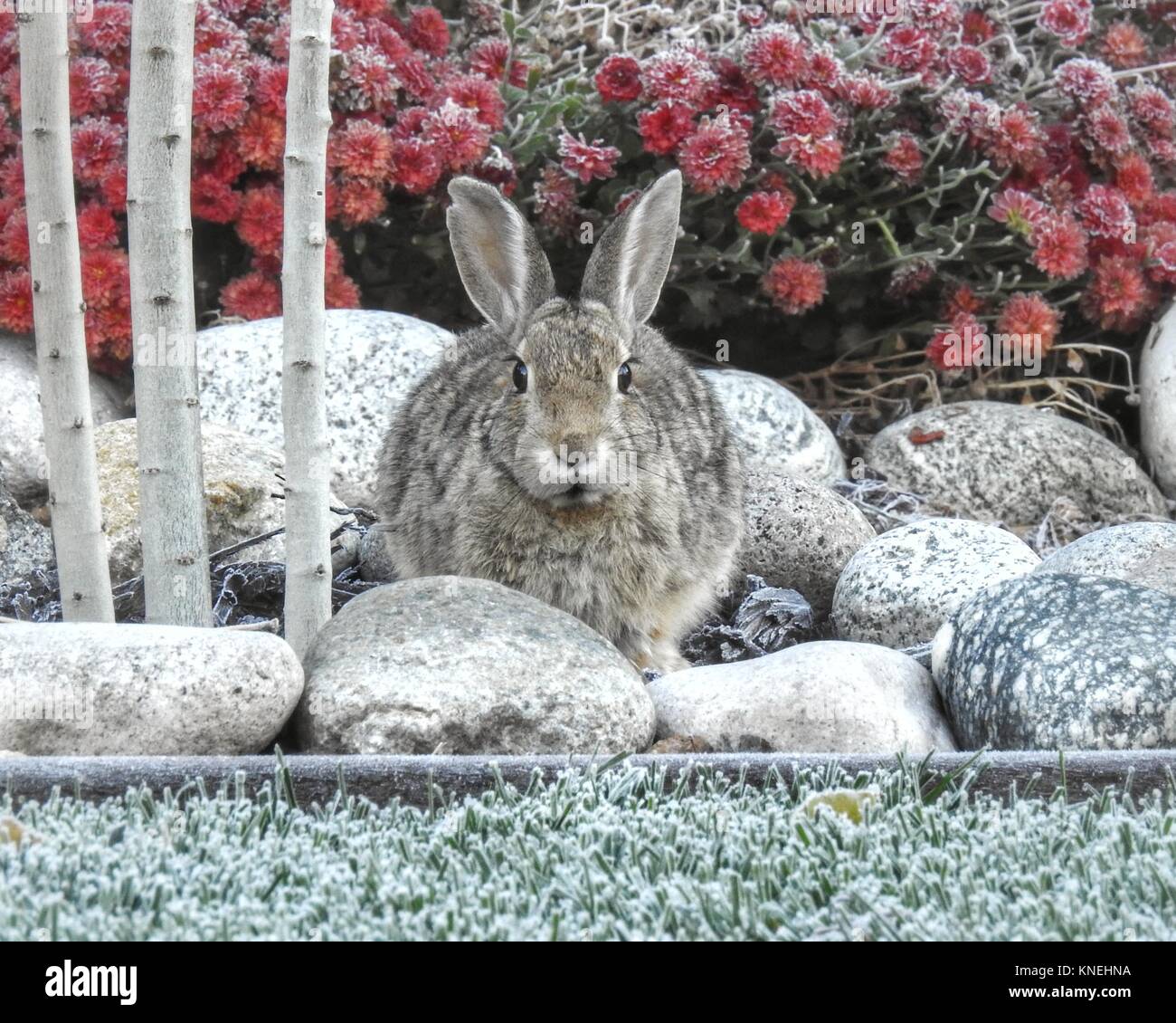 Coniglio seduto in un giardino nel Colorado invernale, Stati Uniti Foto Stock