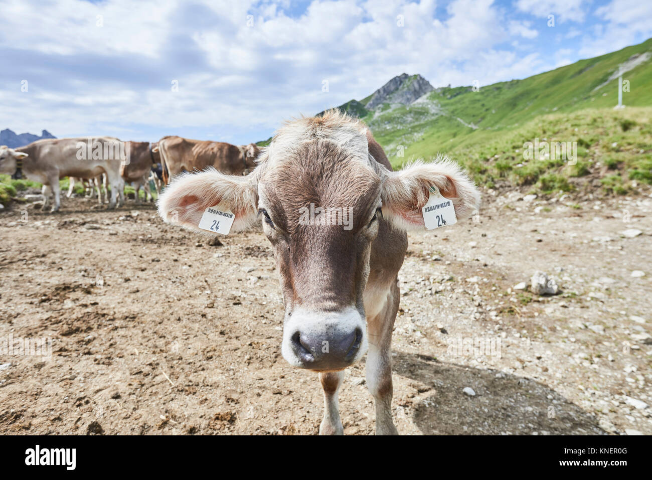 Ritratto di mucca con orecchio tag nelle montagne di Tannheim, Tirolo, Austria Foto Stock