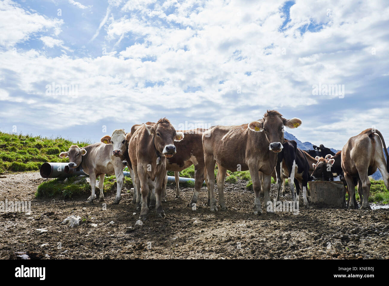Ritratto di allevamento bovino nelle montagne di Tannheim, Tirolo, Austria Foto Stock