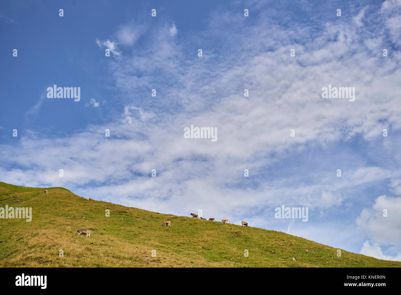 Vista in lontananza le vacche su una collina nelle montagne di Tannheim, Tirolo, Austria Foto Stock