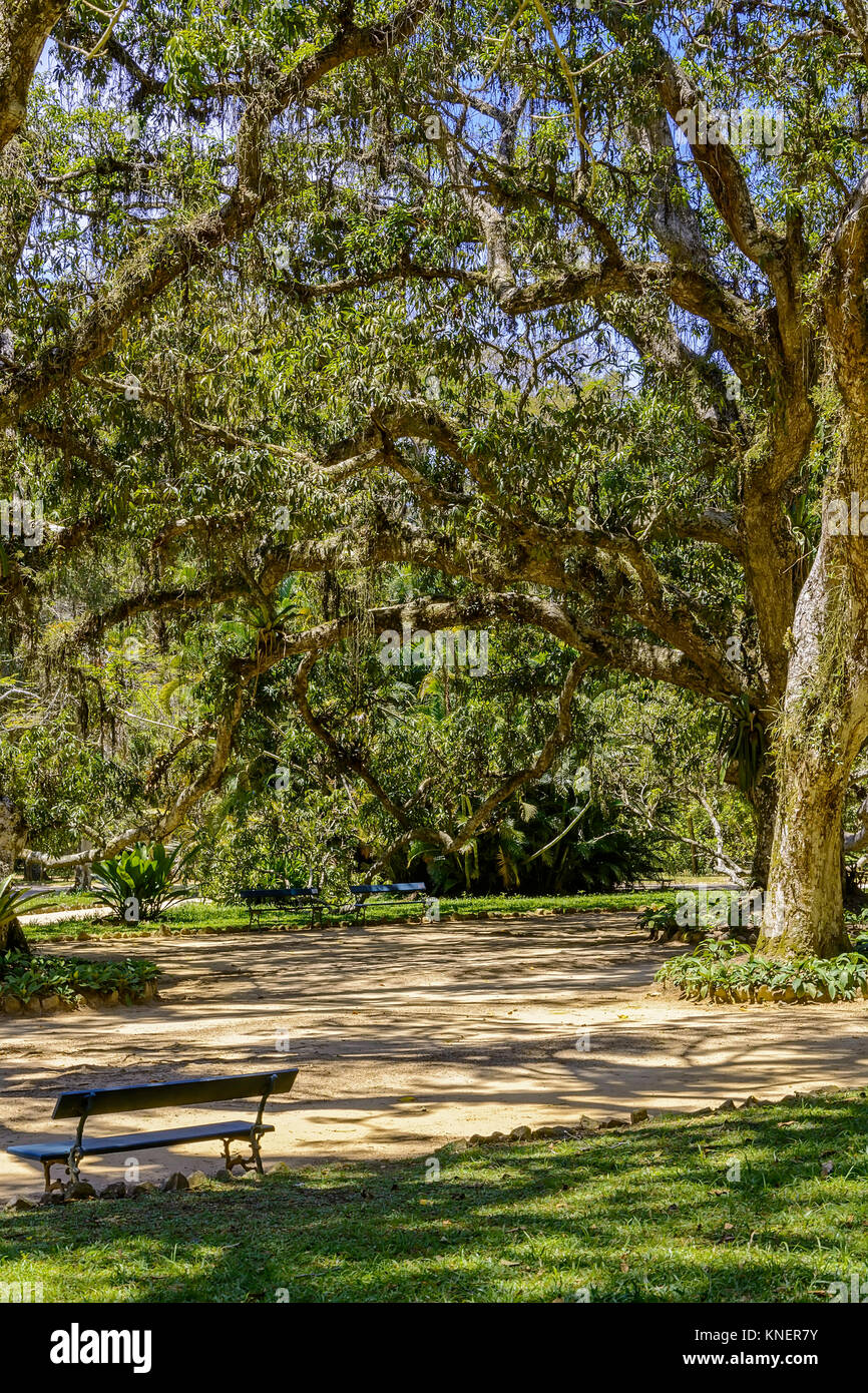 Spazio contemplativa con alberi e panchine all'interno del Giardino Botanico di Rio de Janeiro Foto Stock