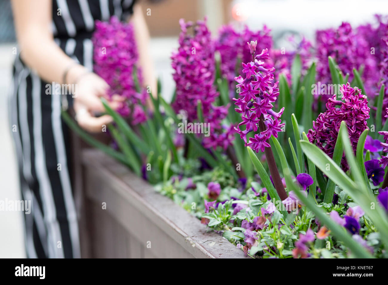 La sezione centrale della giovane donna la mano toccare giacinto viola in piantatrice Foto Stock