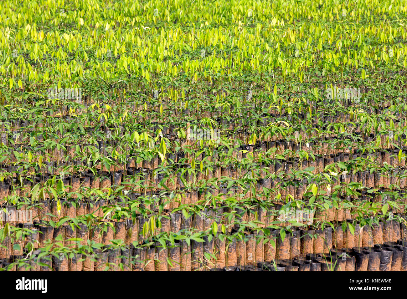 Impianti di gomma pronto per l'agricoltura in un vivaio,gomma,coltivazione Agricoltura in gomma,kerala,l'india,l'india agricoltura,pradeep subramanian Foto Stock