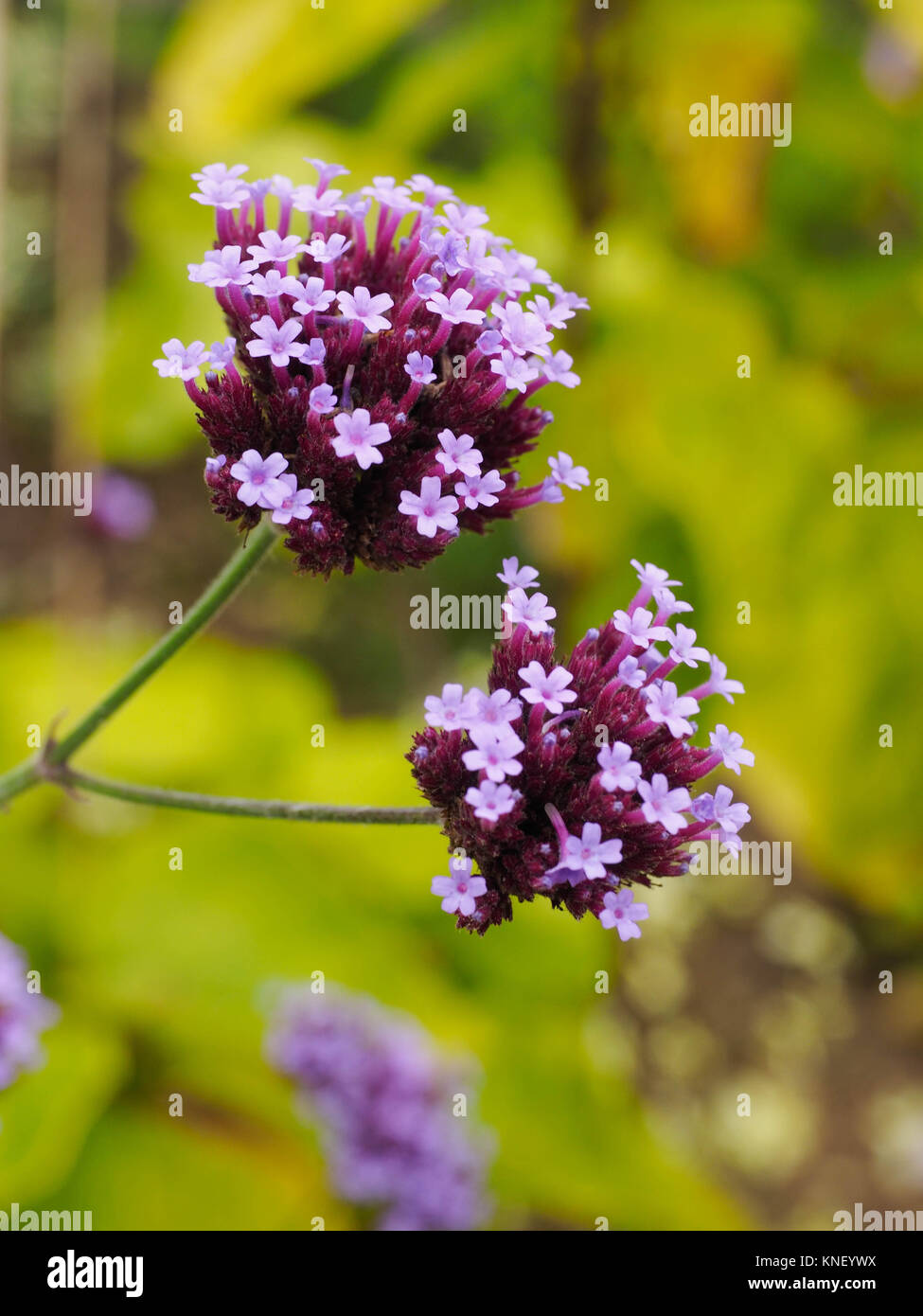 Giardino interno impostazione con la VERBENA IN FIORE NORFOLK Inghilterra, Regno Unito Foto Stock