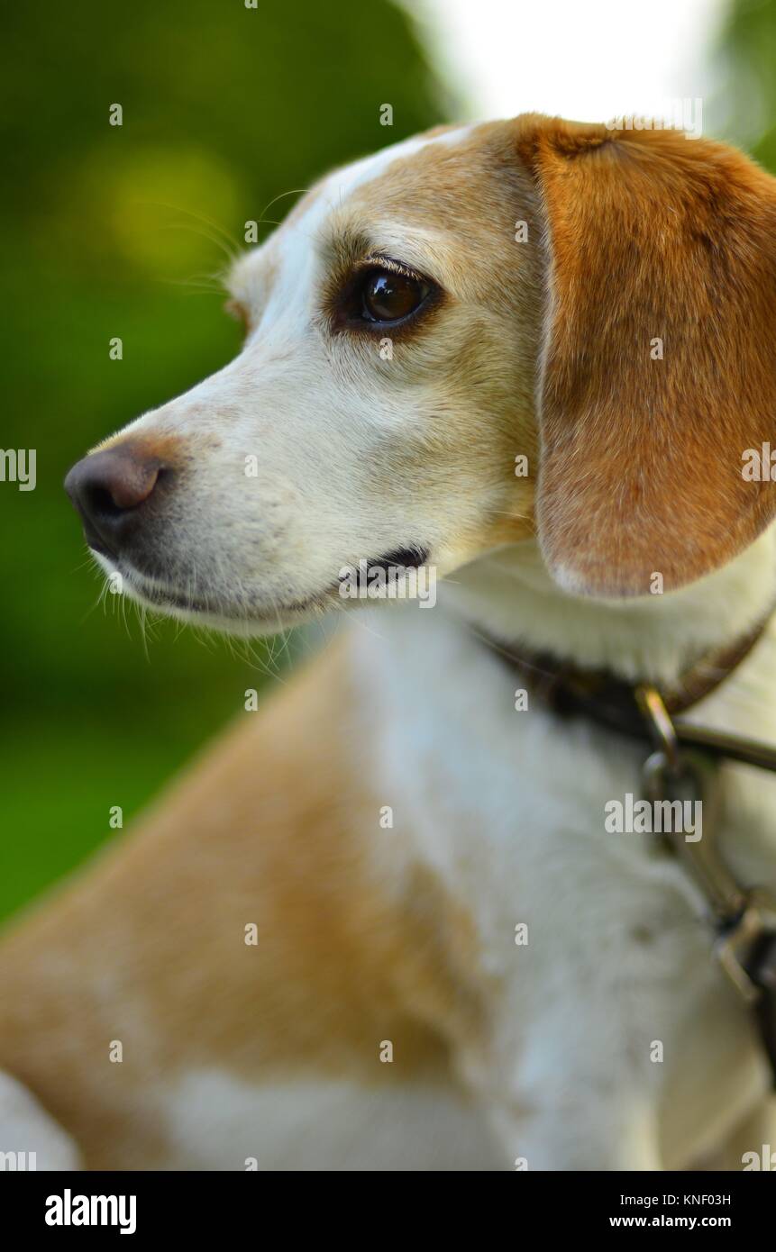 Lemon beagle immagini e fotografie stock ad alta risoluzione - Alamy