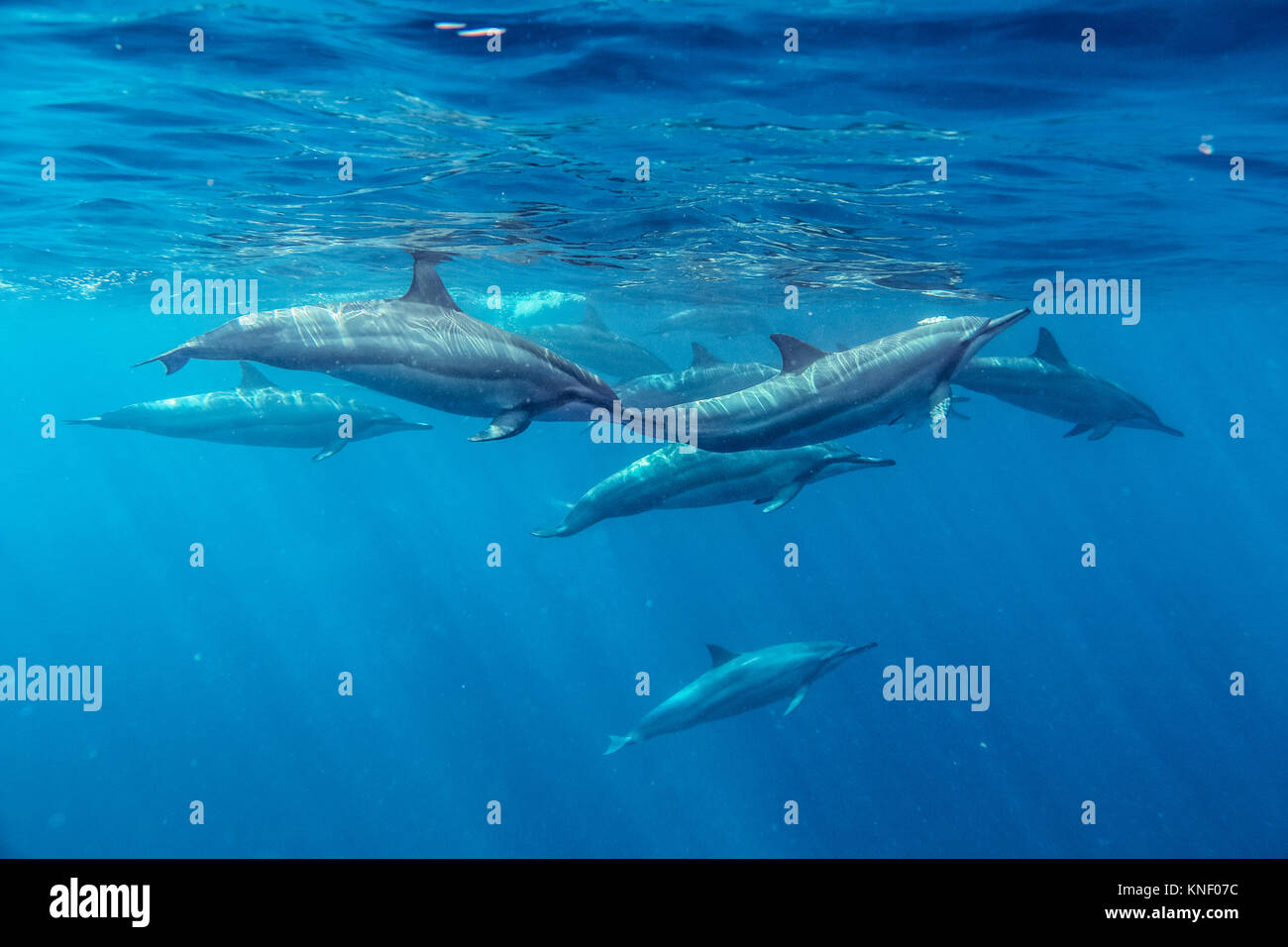 Un paio di delfino giocare socializzare e flirtare in primo piano, più i delfini nuotare, azzurro Oceano indiano acqua Stenella longirostris Foto Stock