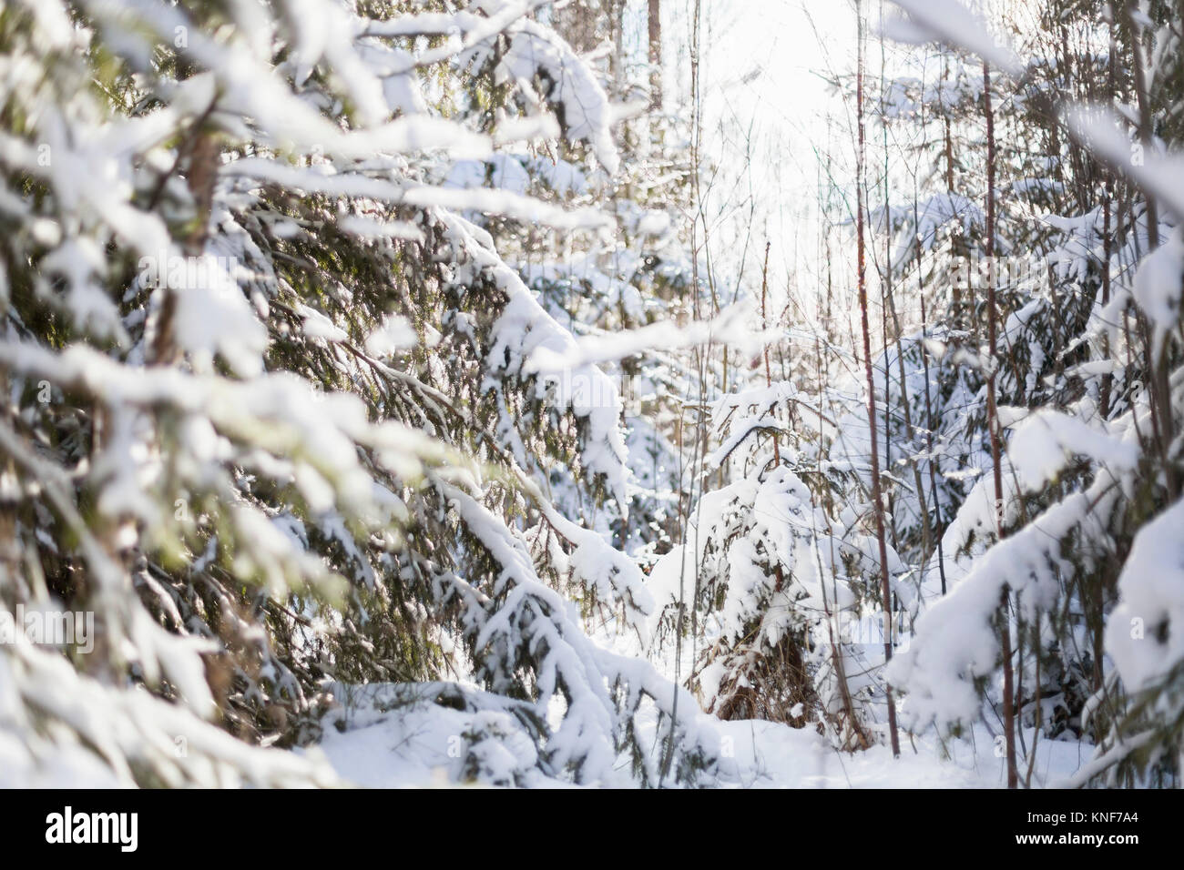 Coperta di neve abeti in foresta Foto Stock
