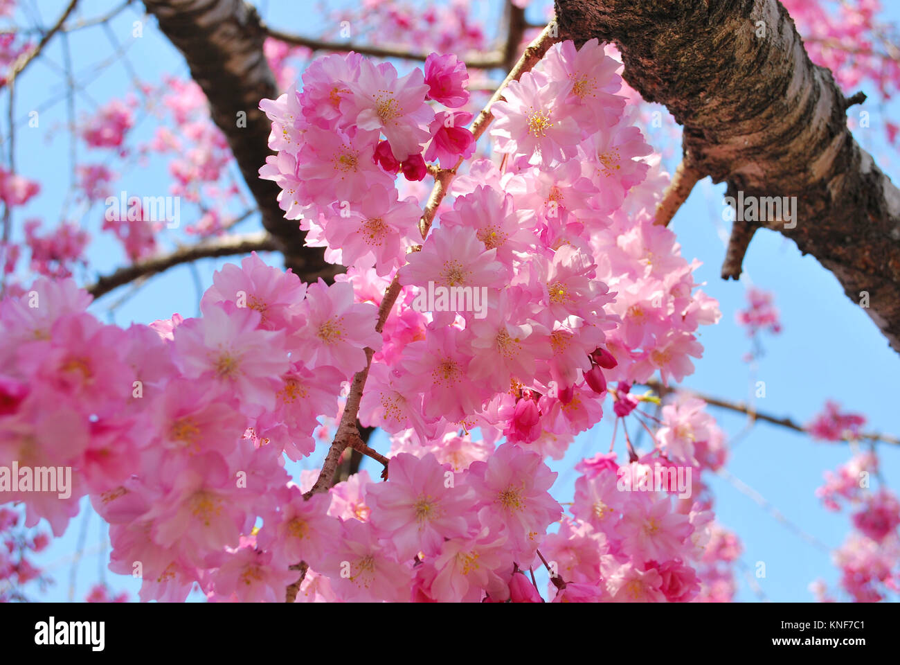 Il giapponese la fioritura dei ciliegi nel periodo primaverile, che simboleggiano il concetto della fugacità, la breve durata di vita, il passaggio del tempo e altre idee astratte. Foto Stock